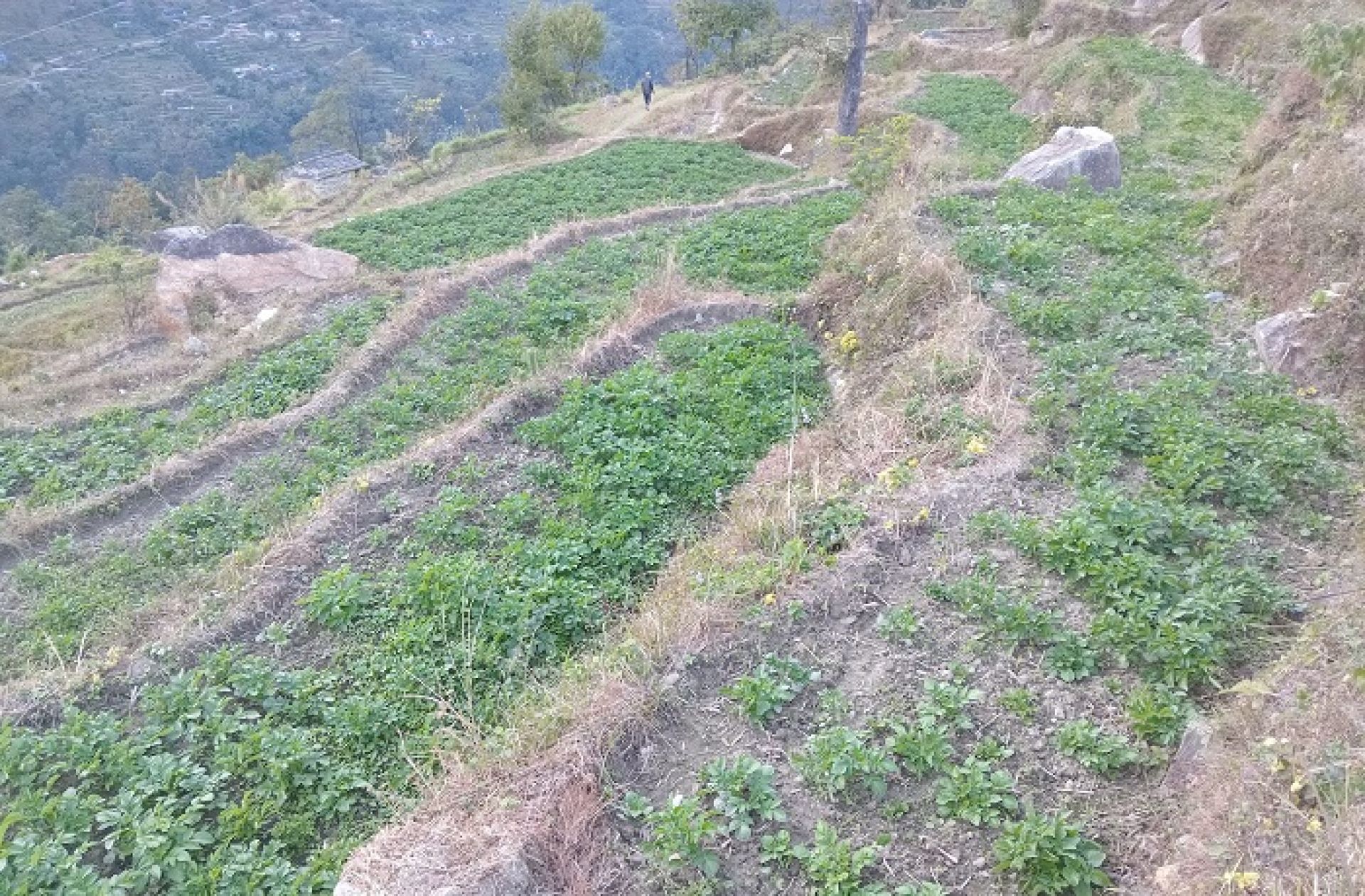 प्रधानमन्त्री रोजगार कार्यक्रमः बाँझो बारीमा आलुखेती